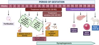 Developmental programming of the neuroendocrine axis by steroid hormones: Insights from the sheep model of PCOS